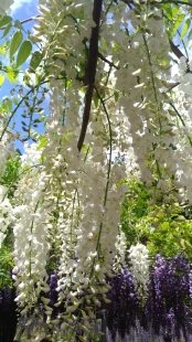 210418_White wisteria.jpg